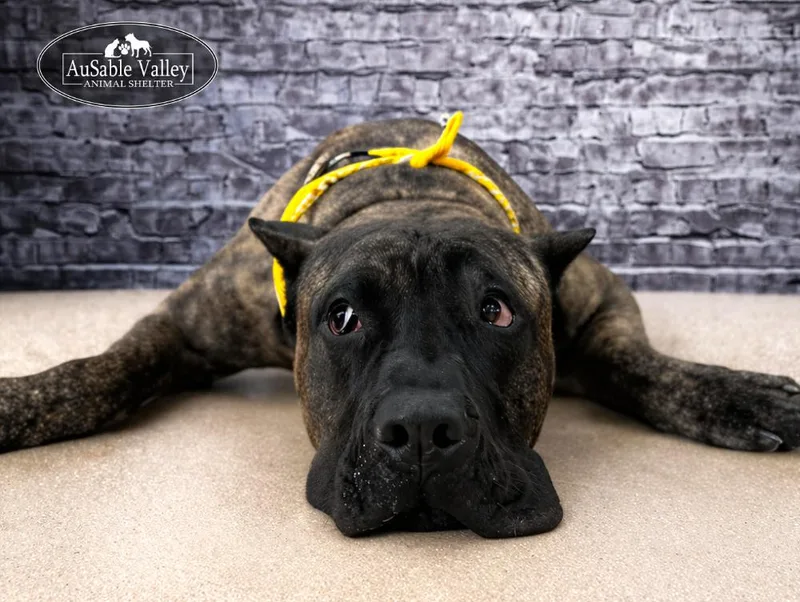 Tandoori thumbnail 3