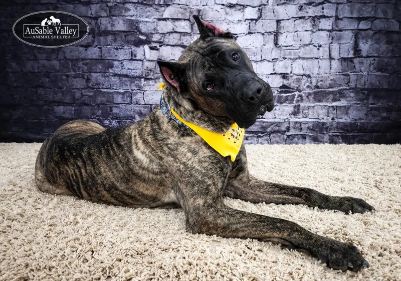 Tandoori thumbnail 5