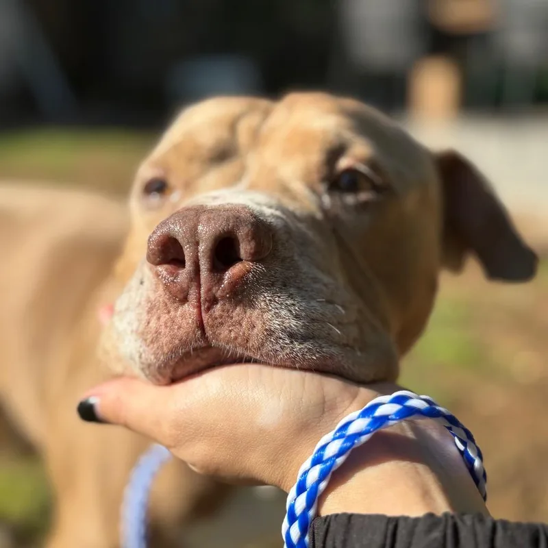 An adult medium-sized male Brown / Chocolate Pit Bull Terrier dog named Allee for adoption in Austin, TX