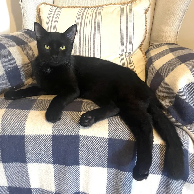 A young medium-sized male Black American Shorthair cat named Snuggly lovebug sibling pair for adoption in Stamford, CT