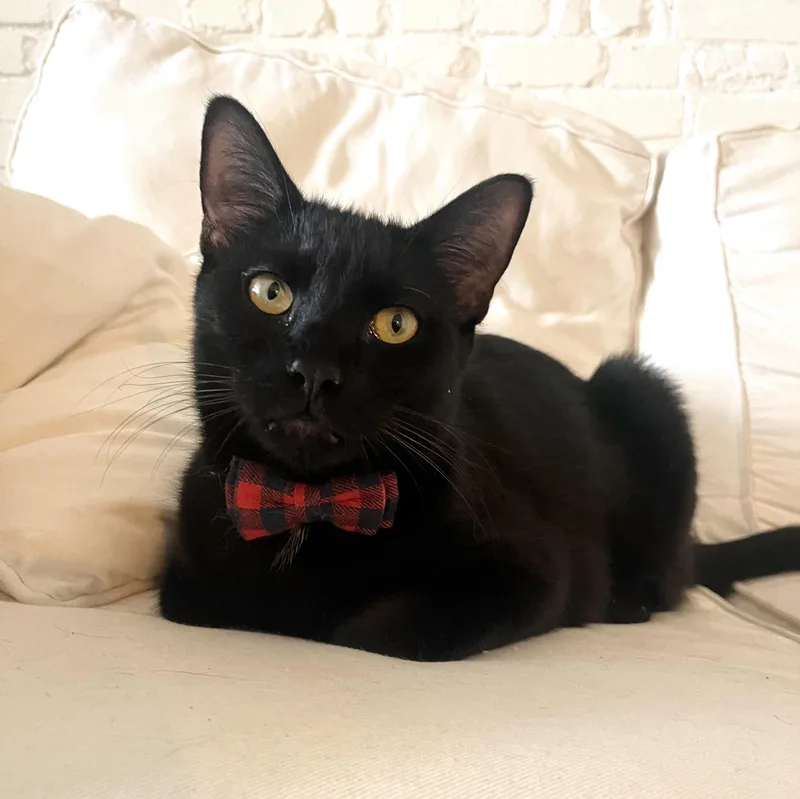 Snuggly lovebug sibling pair thumbnail 5