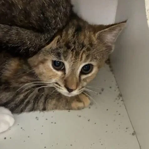Scarlet