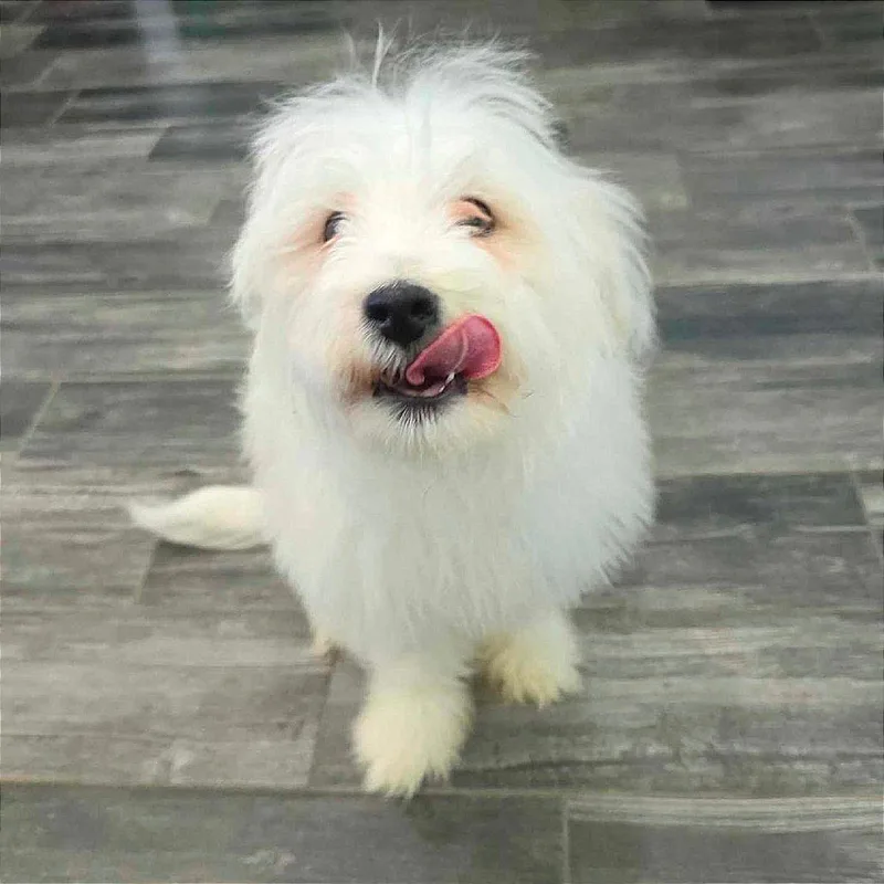 A young small-sized male White / Cream Maltese dog named Tongs for adoption in Jackson, MO
