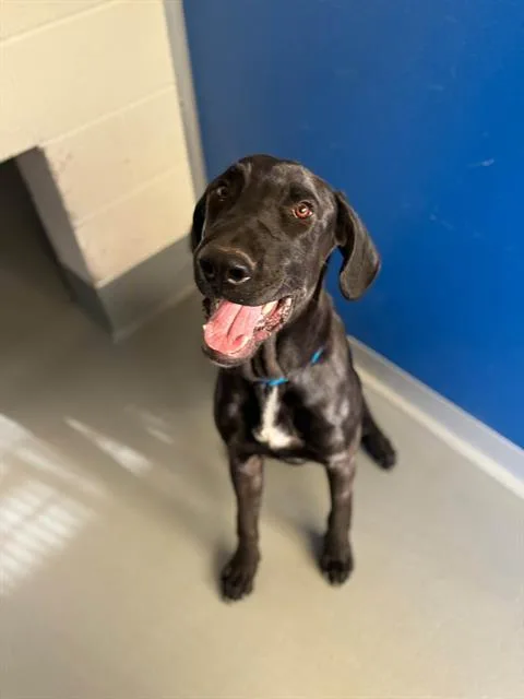 A young extra large-sized male Great Dane dog named A for adoption in Visalia, CA