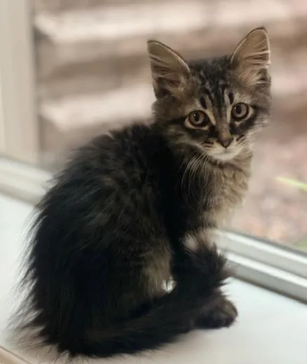 Taz