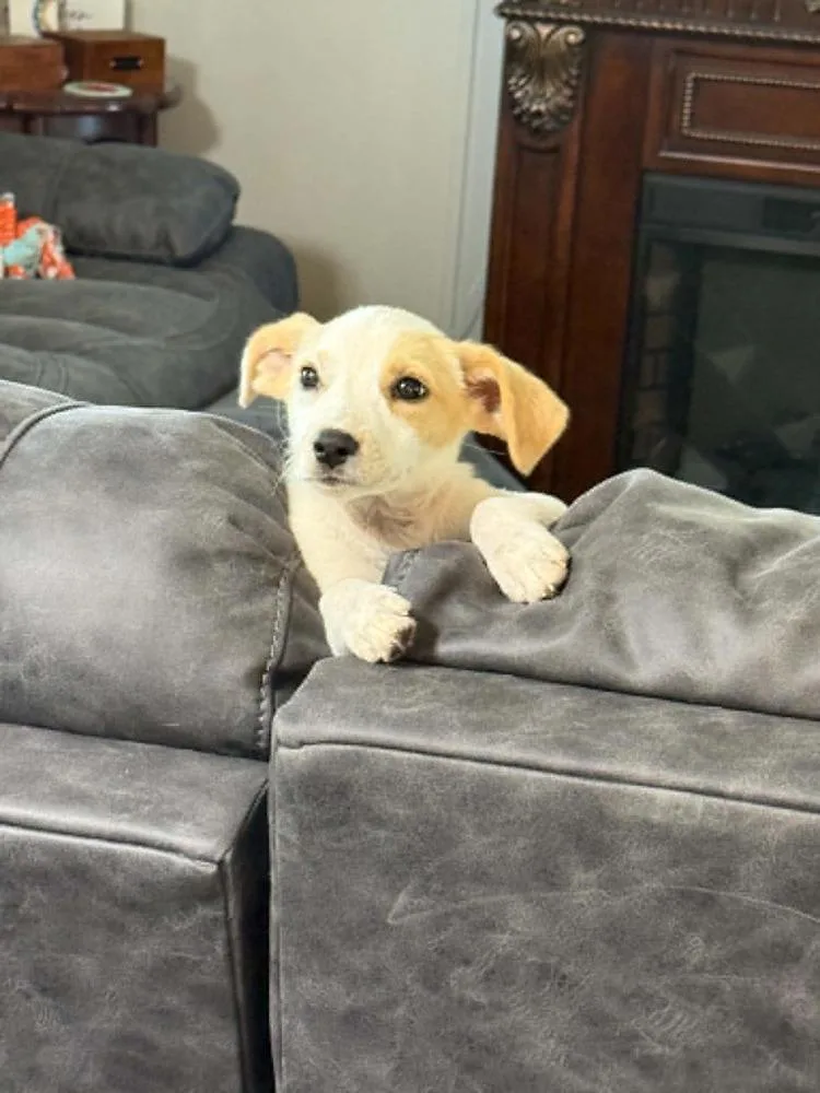 A baby small-sized female Mixed Breed dog named Sundae for adoption in Scott, LA