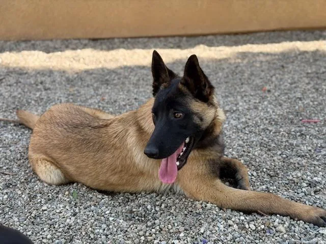 A young medium-sized male Tricolor (Brown, Black, & White) Belgian Shepherd / Malinois dog named Pedro in CA for adoption in Imlay City, MI
