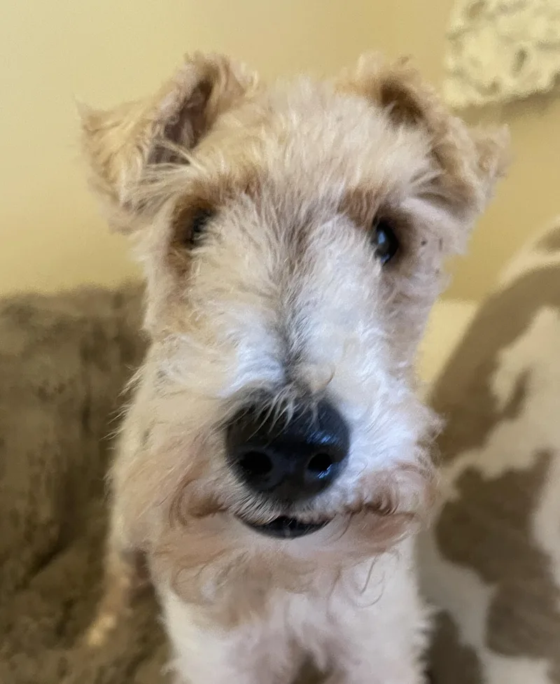 A senior small-sized male Tricolor (Brown, Black, & White) Wire Fox Terrier dog named Stanley for adoption in DUMONT, IA