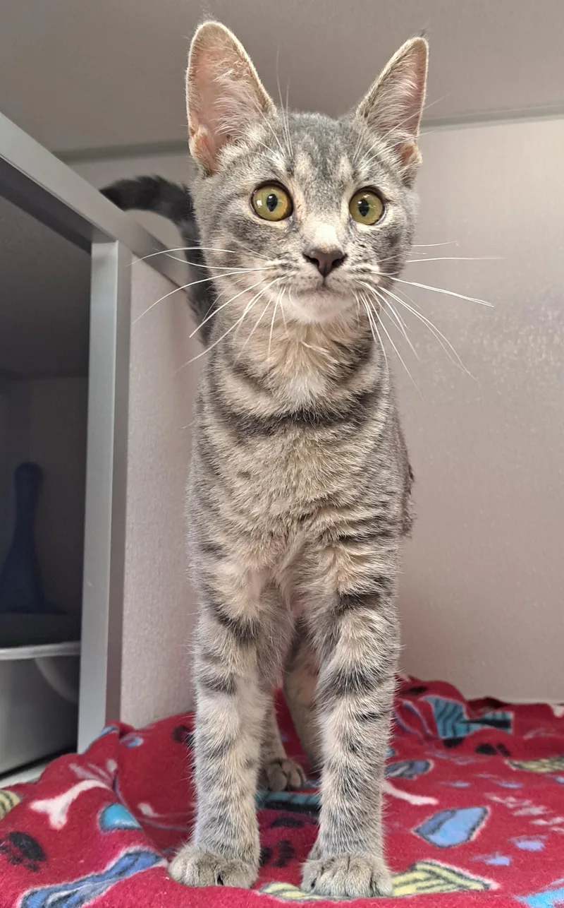 A baby medium-sized female Tabby (Gray / Blue / Silver) Domestic Short Hair cat named Lucky for adoption in Manning, SC