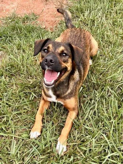 An adult medium-sized female Shepherd dog named Queen for adoption in Cumming, GA