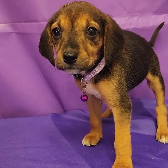 A baby small-sized female Brown / Chocolate Hound dog named Rhonda for adoption in North Myrtle Beach, SC