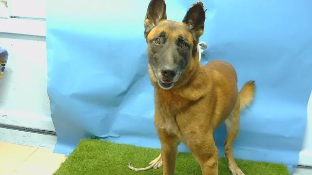 An adult large-sized male Belgian Shepherd / Malinois dog named Ace for adoption in Gardena, CA