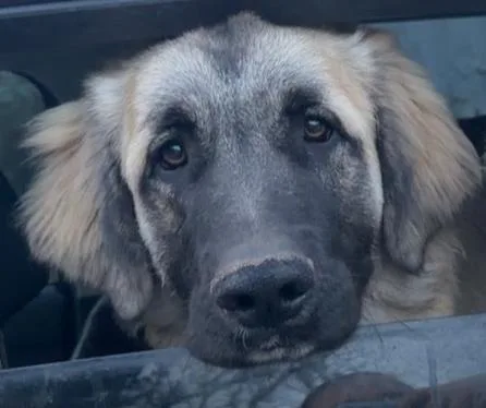A young extra large-sized male Brown / Chocolate Great Pyrenees dog named Summit for adoption in Mauston, WI