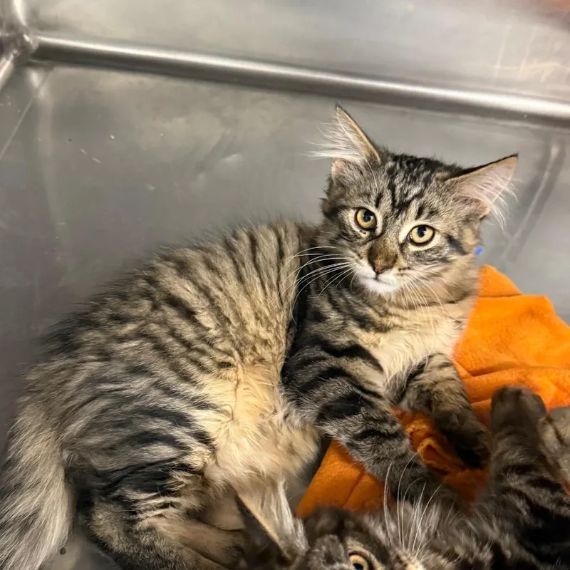 A baby small-sized male Brown / Chocolate Domestic Long Hair cat named Morgan Wallen for adoption in Spokane, WA