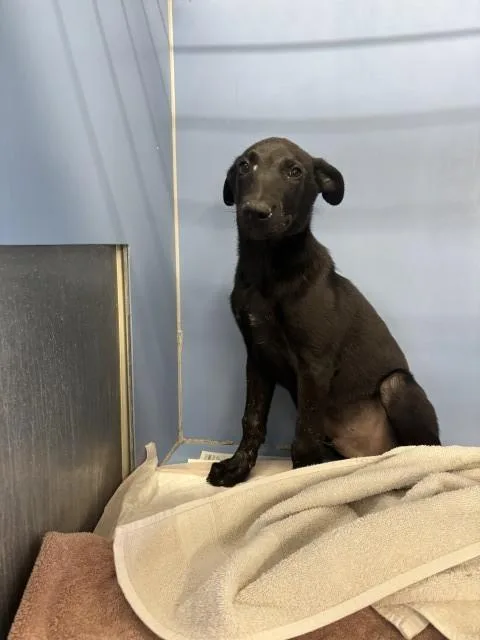 A baby small-sized male Labrador Retriever dog named Cedric for adoption in San Bernardino, CA