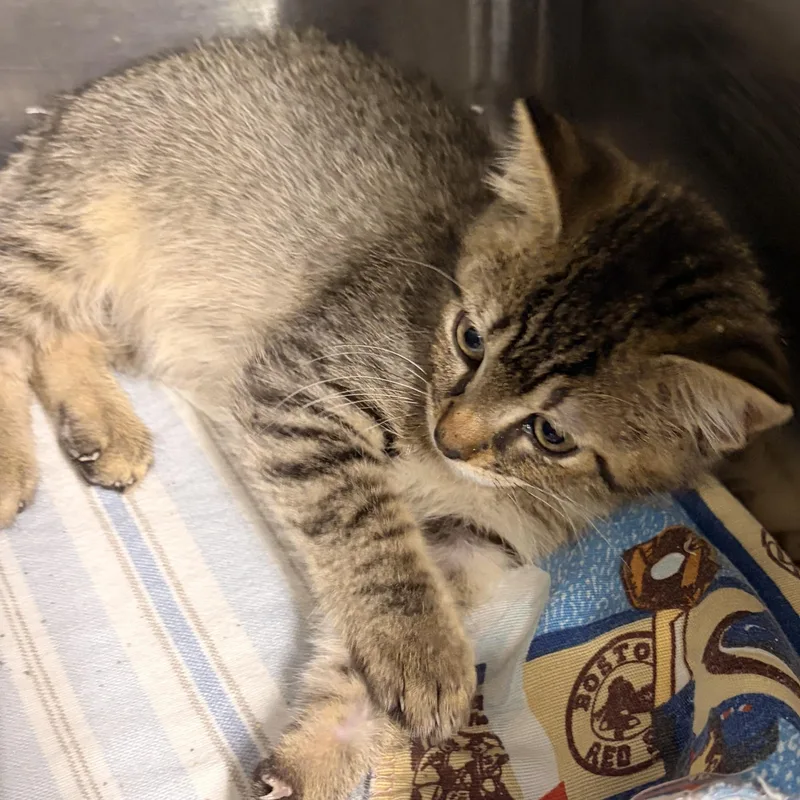 A baby medium-sized male Tabby (Brown / Chocolate) Domestic Short Hair cat named Tony for adoption in Bryan, OH