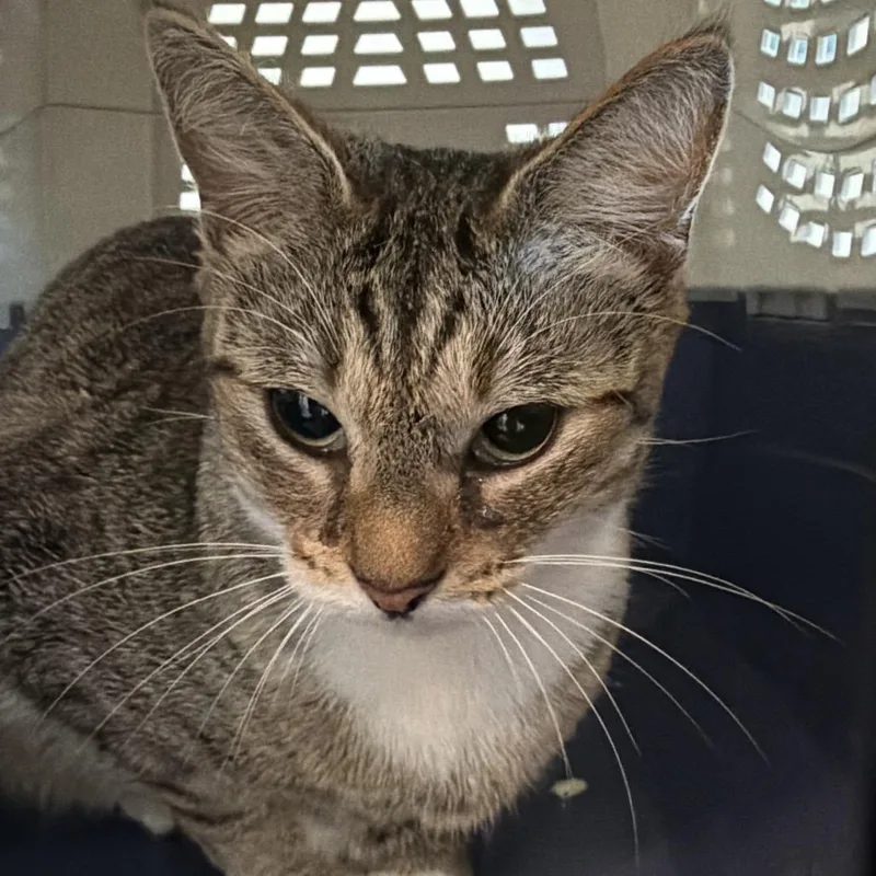 An adult medium-sized female Calico Domestic Short Hair cat named Angelica for adoption in Clearwater, FL