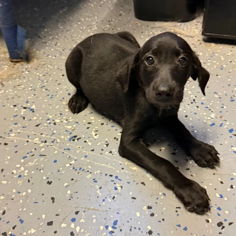 A baby medium-sized female Black Hound dog named Kimchi for adoption in Tuscaloosa, AL