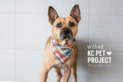 An adult medium-sized male Yellow / Tan / Blond / Fawn Mixed Breed dog named Wilfred for adoption in Kansas City, MO