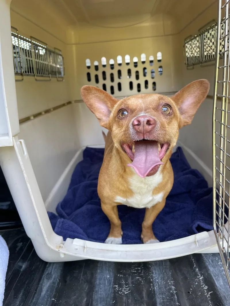 An adult small-sized male Chihuahua dog named Benny for adoption in Hood River, OR
