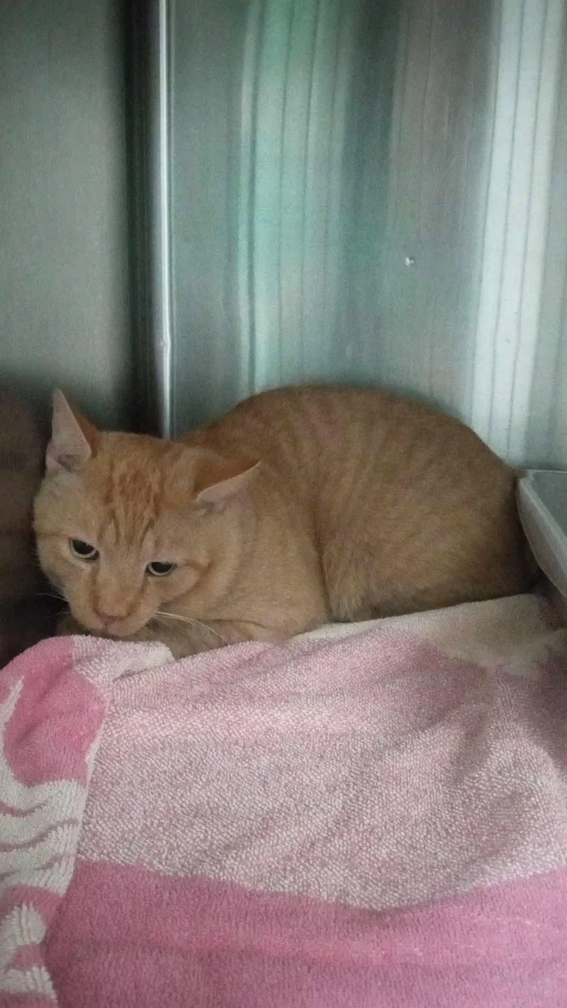 An adult medium-sized male Orange / Red Domestic Short Hair cat named Simba for adoption in Burgaw, NC