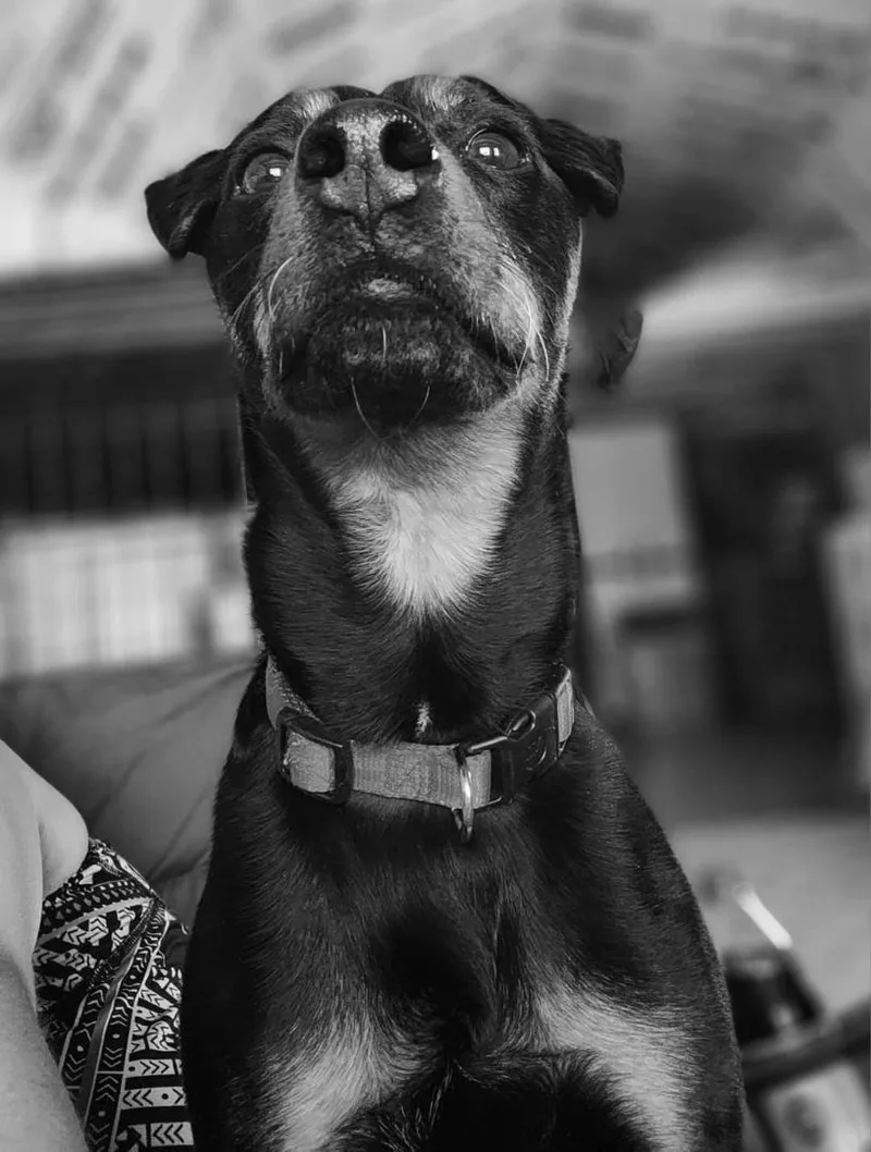 A young small-sized male Black Terrier dog named Brad Jagdterrier for adoption in Hazelwood, MO