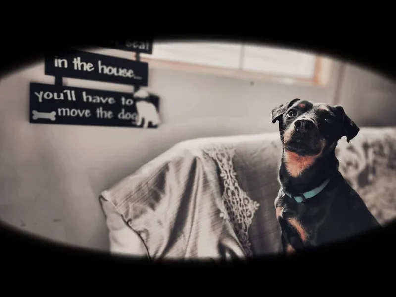 Brad Jagdterrier thumbnail 2