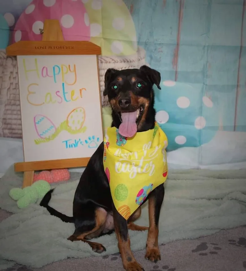 Brad Jagdterrier thumbnail 3