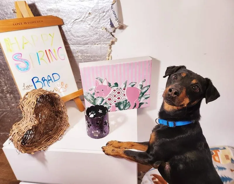 Brad Jagdterrier thumbnail 4