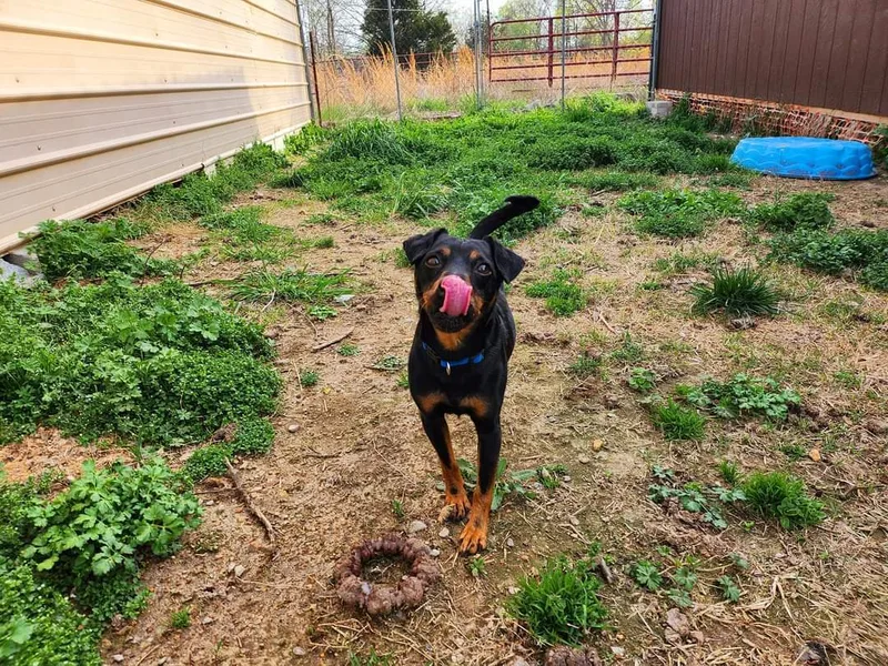 Brad Jagdterrier thumbnail 5