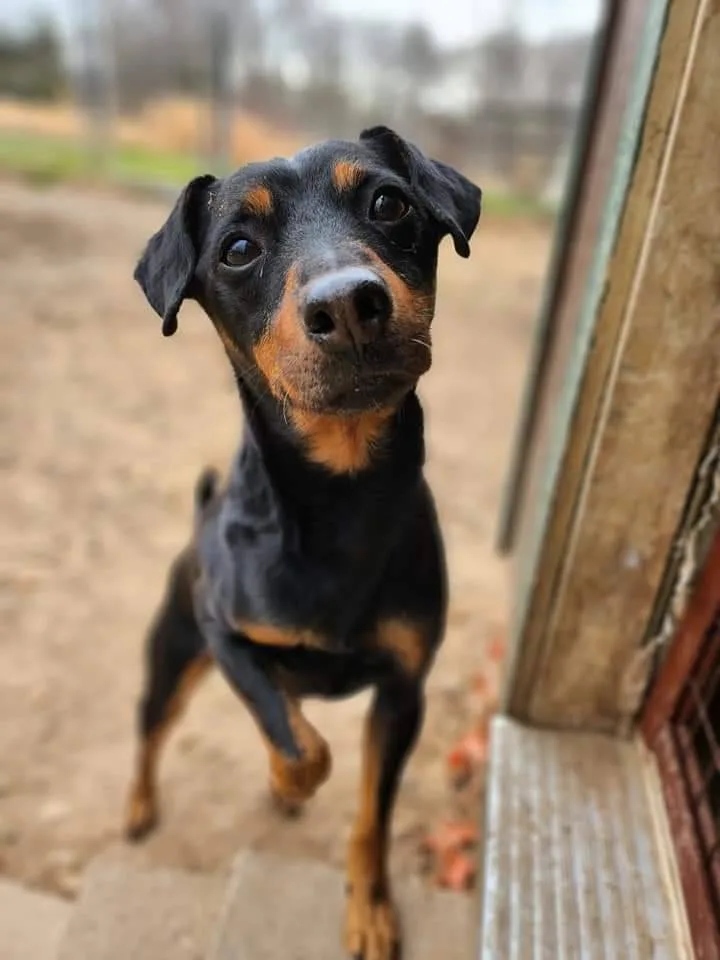 Brad Jagdterrier thumbnail 6