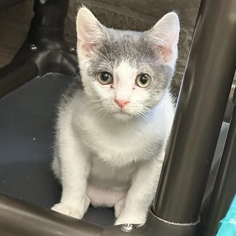 A baby small-sized male Gray / Blue / Silver Domestic Short Hair cat named Goodbye Earl for adoption in Davenport, IA