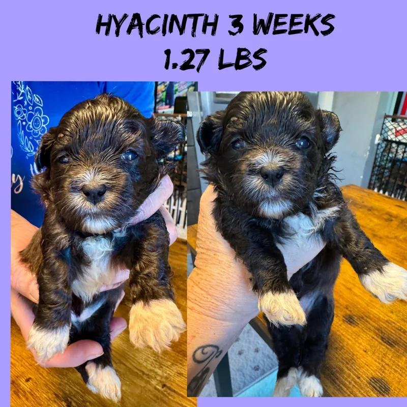 A baby small-sized female Maltese dog named Hyacinth for adoption in Maiden, NC