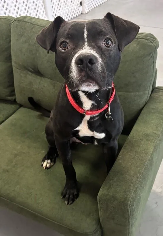 A baby medium-sized male Pit Bull Terrier dog named Tatsu for adoption in Van Nuys, CA