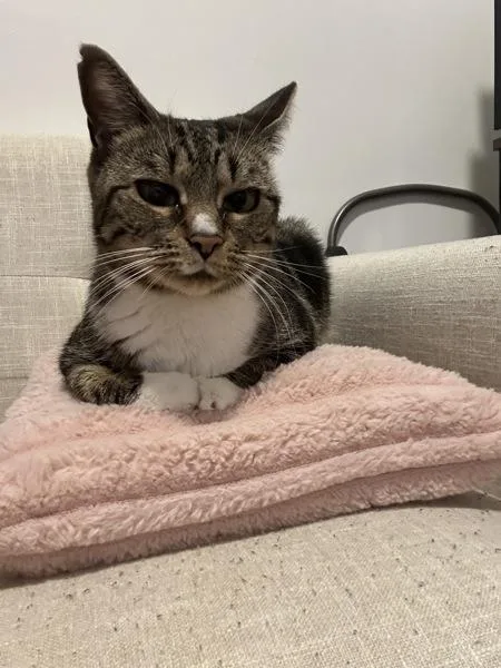 Brittany thumbnail 3