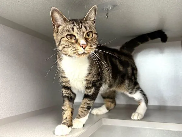 Brittany thumbnail 5