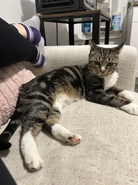 Brittany thumbnail 6