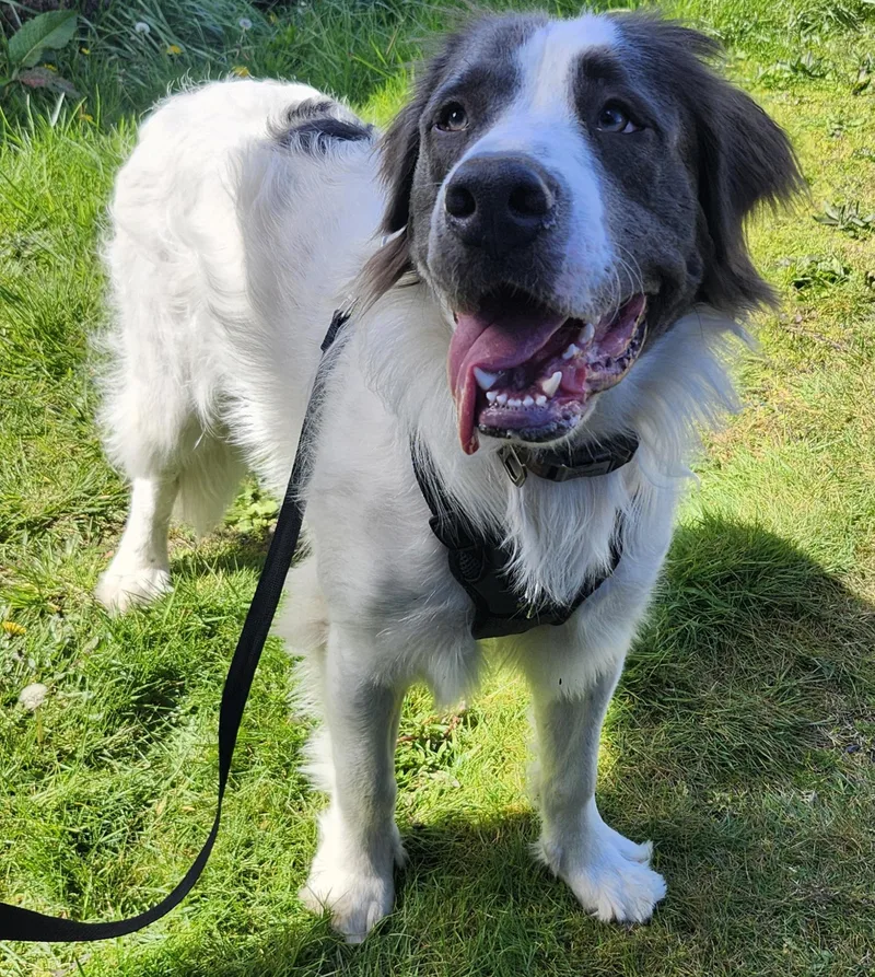 A young large-sized male Saint Bernard dog named Milo for adoption in Tacoma, WA