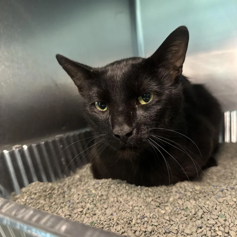 A young large-sized male Black Domestic Short Hair cat named Jay Jay for adoption in Matteson, IL
