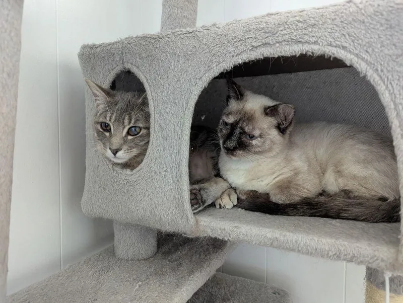 An adult small-sized female Black & White / Tuxedo Domestic Short Hair cat named Nova for adoption in Fort collins, CO