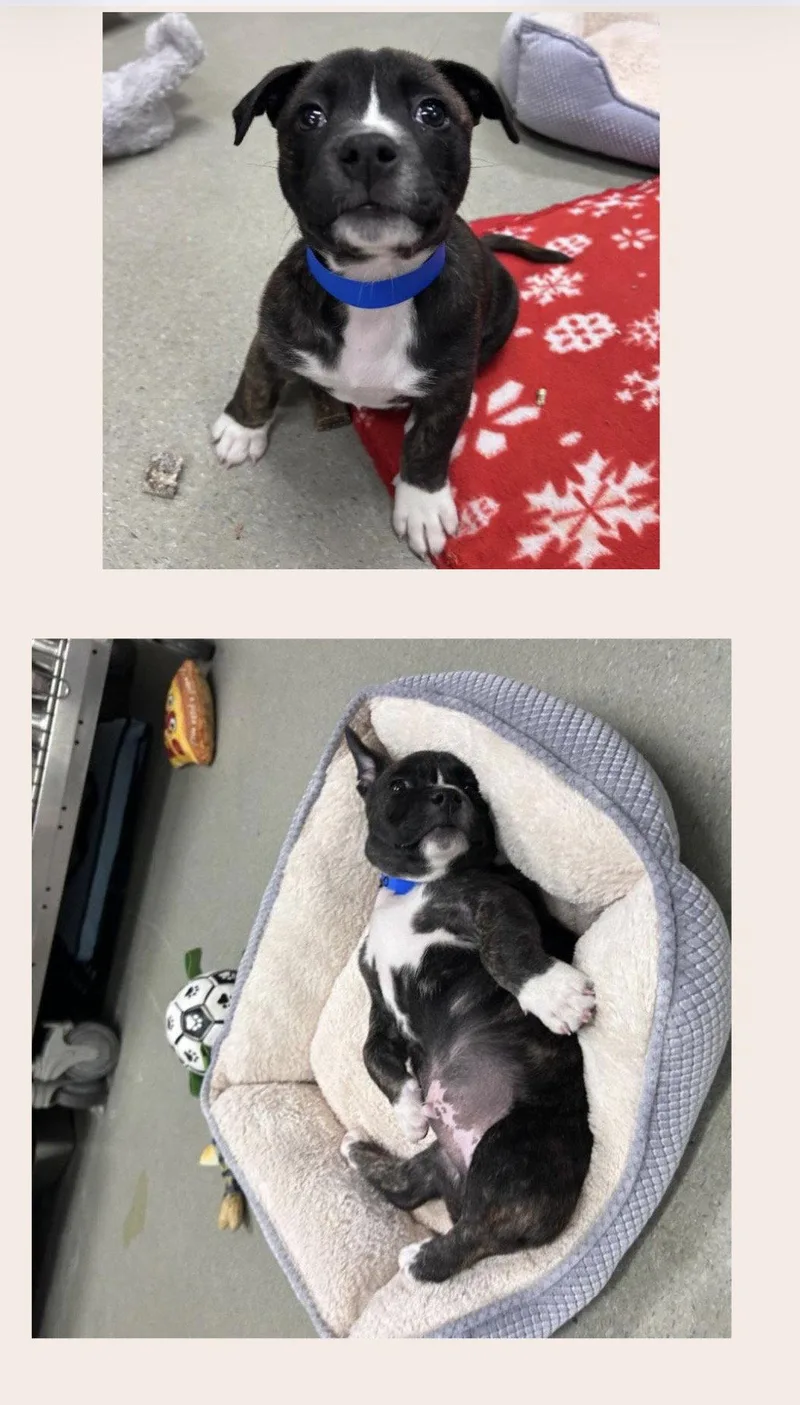 A baby medium-sized male American Staffordshire Terrier dog named Bronx for adoption in San Diego, CA