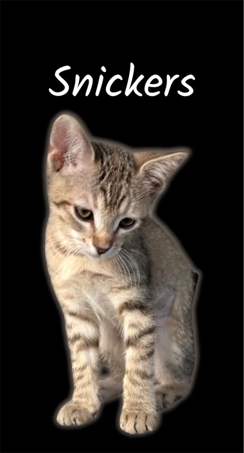 A baby small-sized female Torbie Domestic Short Hair cat named Snickers for adoption in Auburn, CA