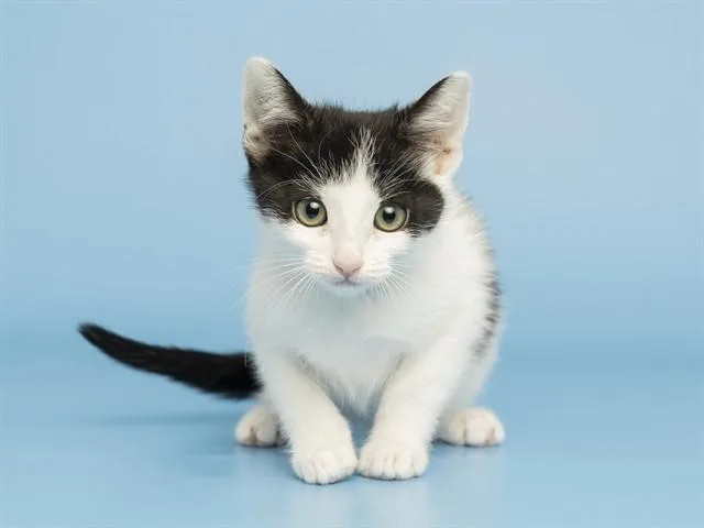 A baby small-sized female Domestic Short Hair cat named Pearl for adoption in Phoenix, AZ