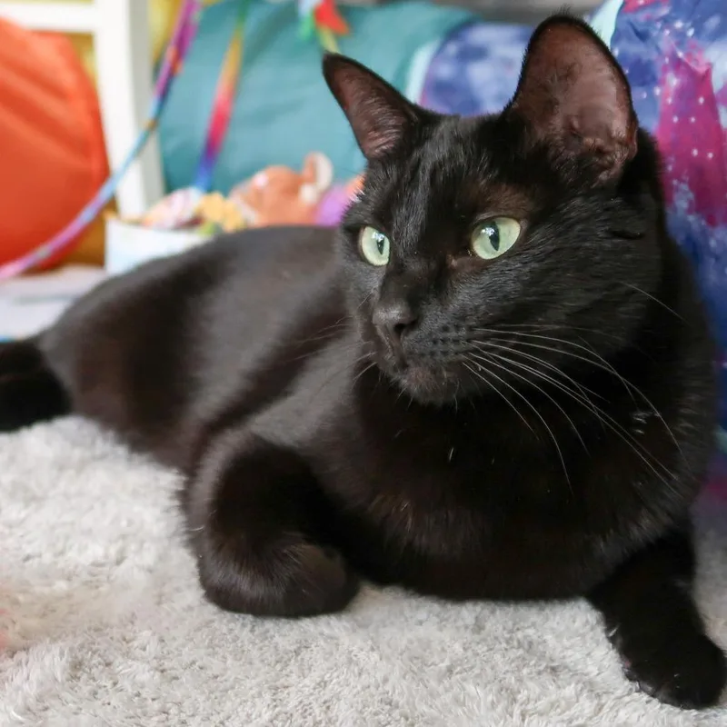 An adult large-sized female Black Domestic Short Hair cat named Rosie for adoption in Los Angeles, CA