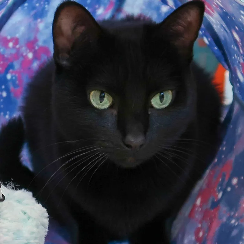 Rosie thumbnail 3
