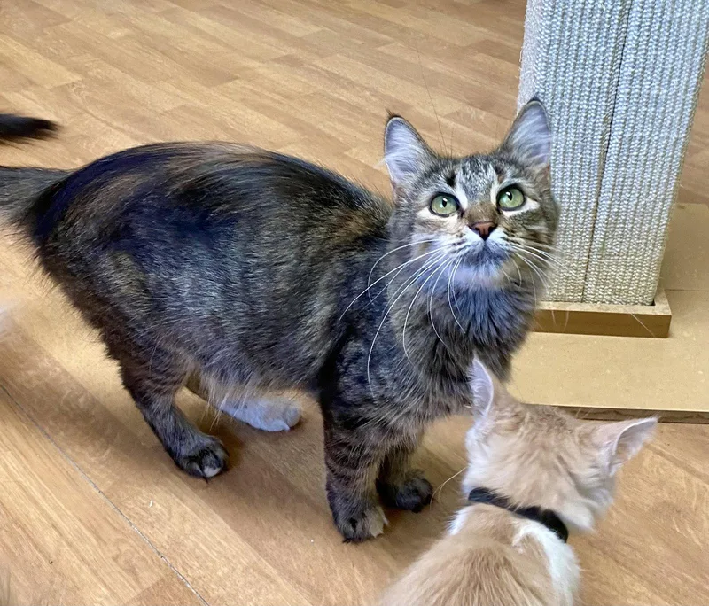 An adult medium-sized female Domestic Long Hair cat named Seraphina for adoption in Fargo, ND