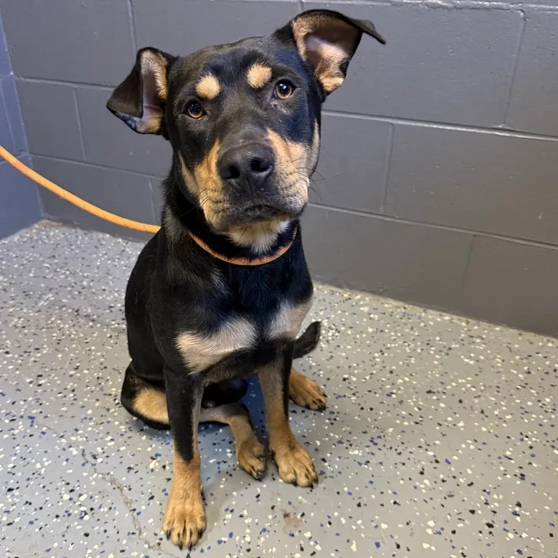 An adult medium-sized male Black Shepherd dog named TUSCStray for adoption in Tuscaloosa, AL