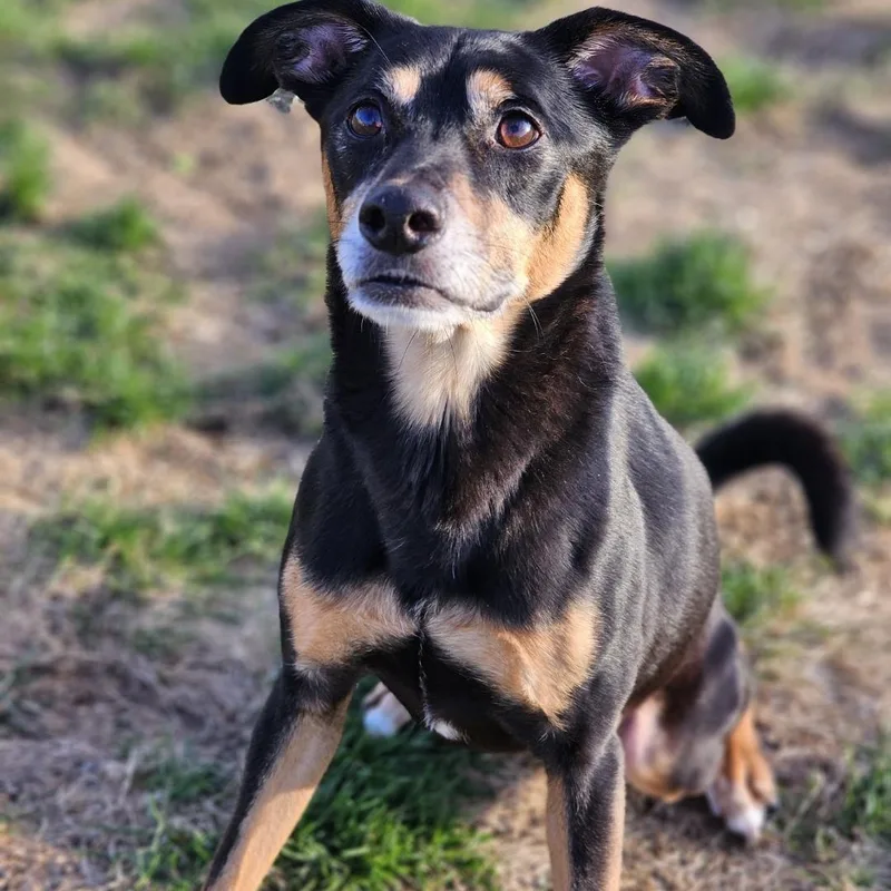 An adult medium-sized female German Shepherd Dog dog named Finn for adoption in Farmington, MN