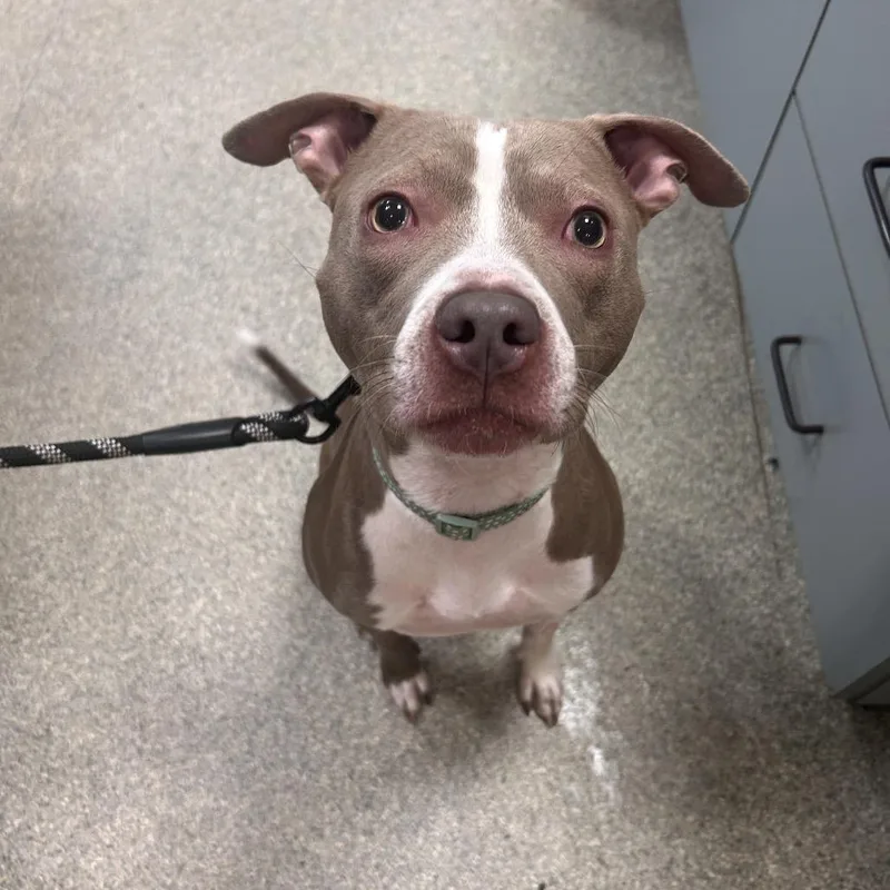 An adult large-sized female Brown / Chocolate Mixed Breed dog named Anjelic for adoption in Jacksonville, FL