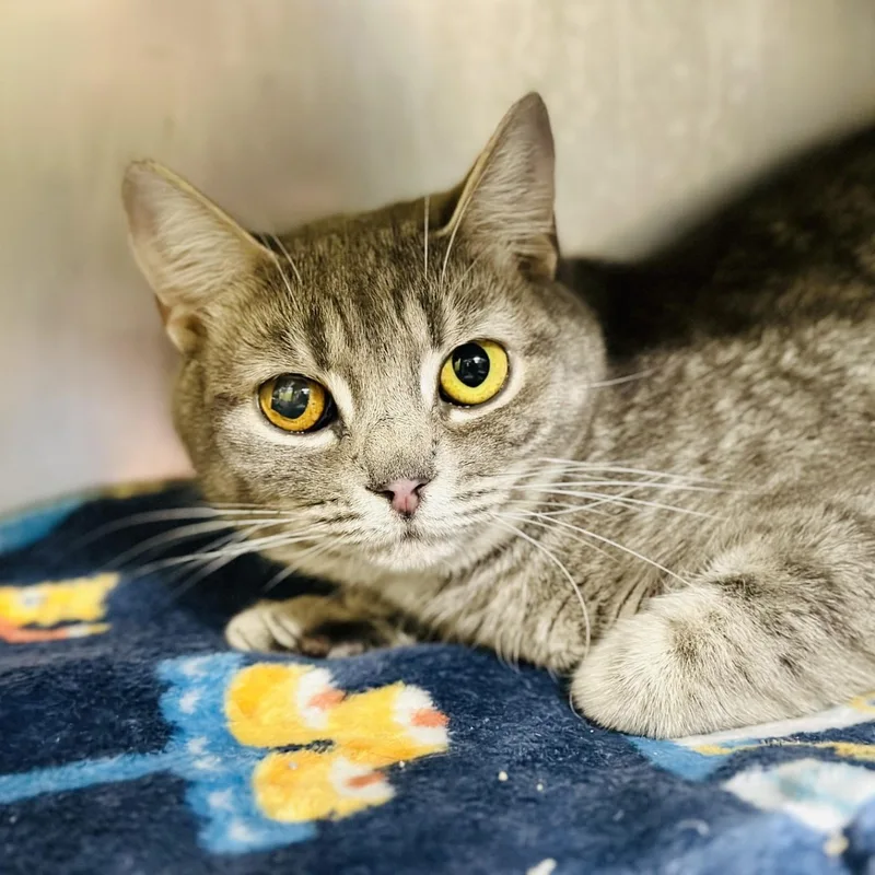 A young medium-sized female Tabby (Gray / Blue / Silver) Domestic Short Hair cat named Stormy for adoption in Jackson, NJ